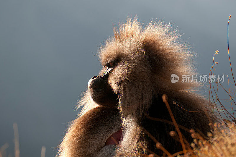 A male Gelada against the sun in the Simien Mountains - Ethiopia